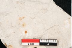 Foto (Detailansicht) von Chara meriani Braun (NHMW-GEO-2024-0188-6716)